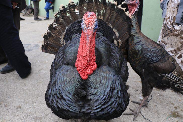 Eflani hindisi kolesterole iyi geliyor G4