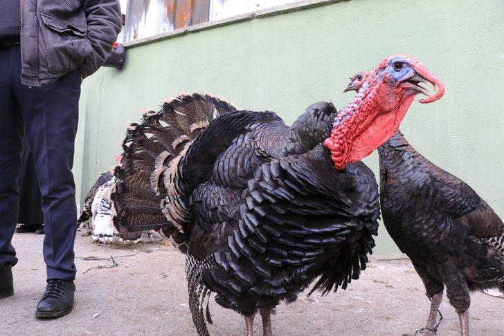 Eflani hindisi kolesterole iyi geliyor G5