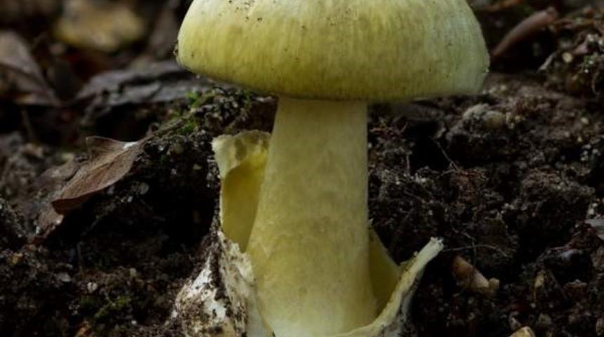 Zehirli mantar nasıl anlaşılır? Mantar konusunda doğru bilinen yanlışlar