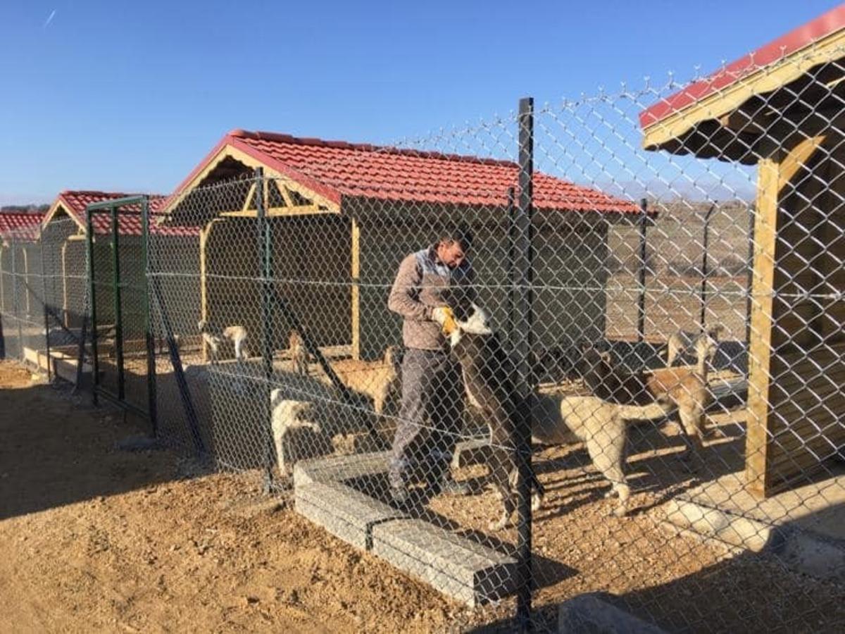 Sokak hayvanları i&ccedil;in ge&ccedil;ici barınak yapıldı