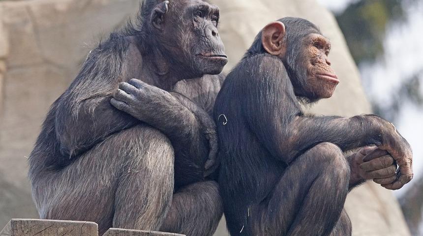 Şempanzeler de onu &ccedil;ok seviyor: &Ouml;ğrenilmiş değil k&ouml;kleri derinde!