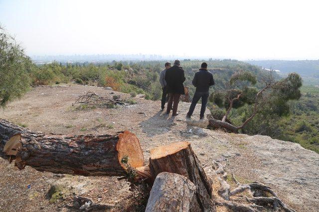 Mersin’deki ağaç katliamıyla ilgili 1 kişi tutuklandı