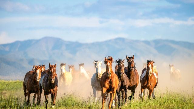 Bir haftada 20 atı öldüren kişi aranıyor!