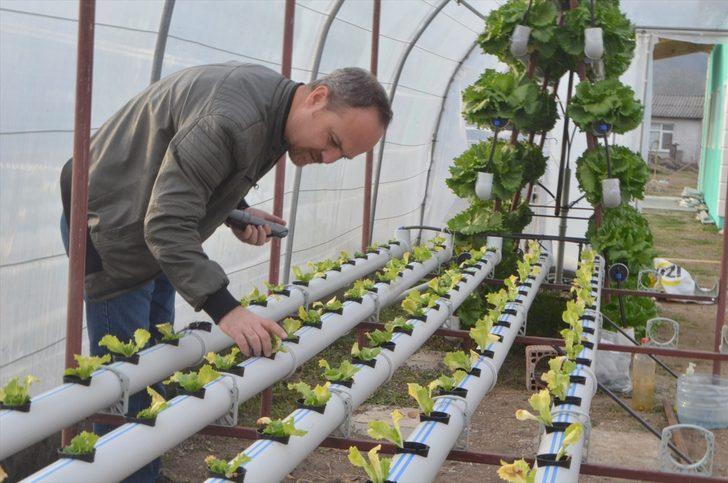 Kurduğu serada topraksız tarımla marul yetiştiriyor G1