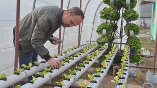 Kurduğu serada topraksız tarımla marul yetiştiriyor