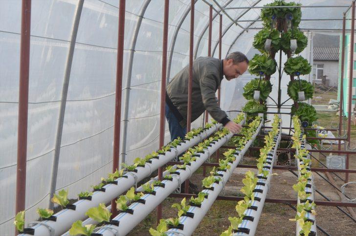 Kurduğu serada topraksız tarımla marul yetiştiriyor G2