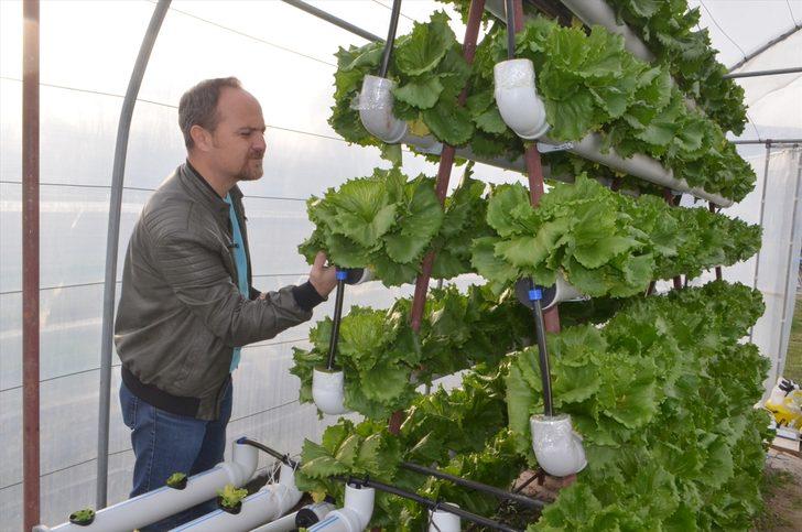 Kurduğu serada topraksız tarımla marul yetiştiriyor G3