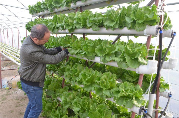 Kurduğu serada topraksız tarımla marul yetiştiriyor G5
