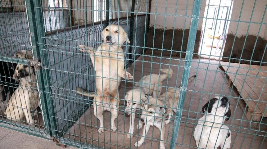 Aksaray Belediyesi sahipsiz hayvanları koruyup tedavilerini yapıyor