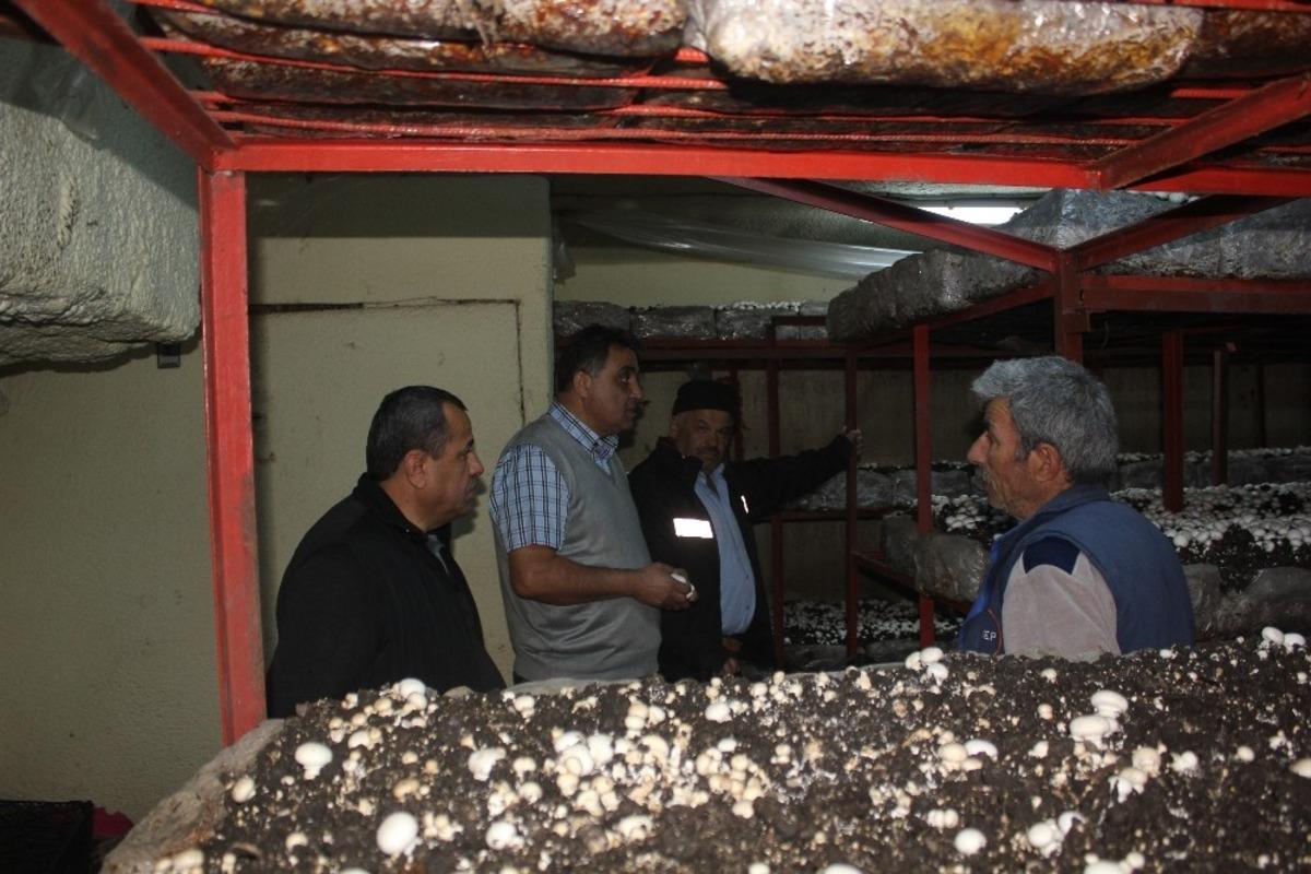 Isparta&rsquo;da 53 bin metrekare alanda 5 bin ton mantar &uuml;retimi