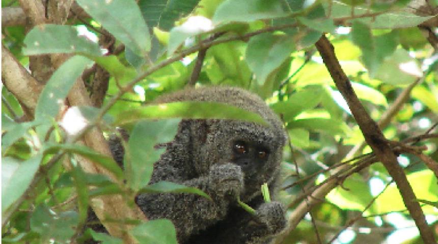 Amazon yağmur ormanlarında yeni bir maymun t&uuml;r&uuml; keşfedildi