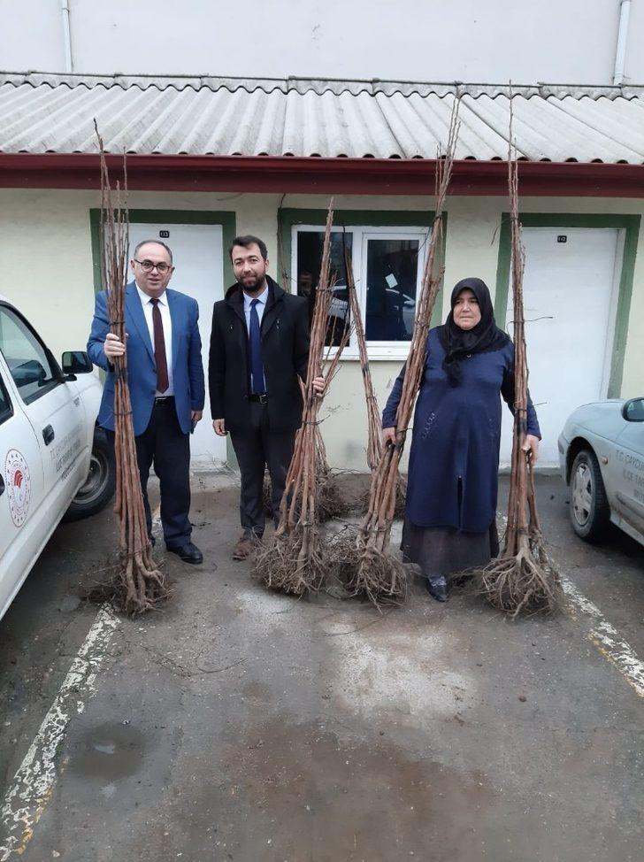 Çiftçilere 650 adet Trabzon Hurması fidanı verildi G2