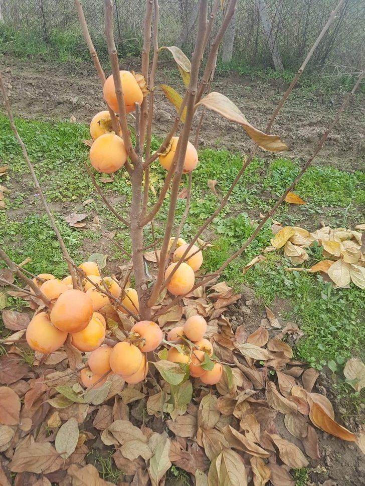 Çiftçilere 650 adet Trabzon Hurması fidanı verildi G3