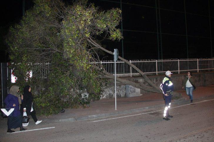 Samsun’da okul girişinde ağaç devrildi G1