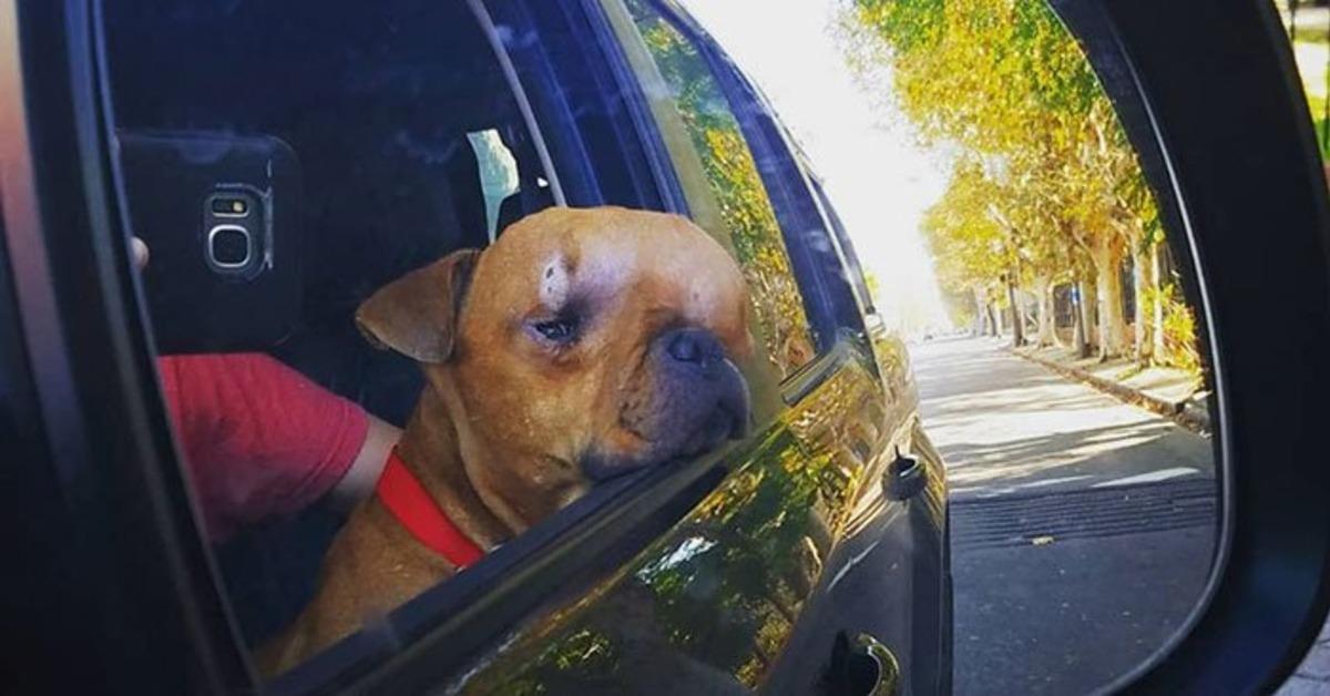 Hastalığı nedeniyle istenmeyen k&ouml;peğe o sahip &ccedil;ıktı! 
