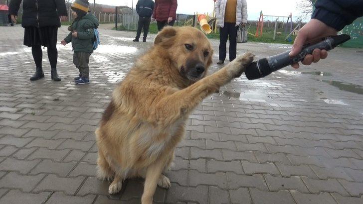 Hayvanseverlerden Mustafakemalpaşa’ya tam puan G3
