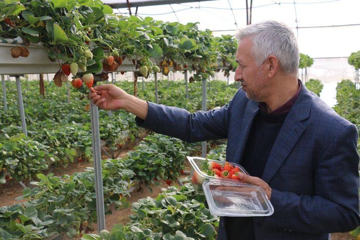 Kış ortasında çilek yemenin formülü G1