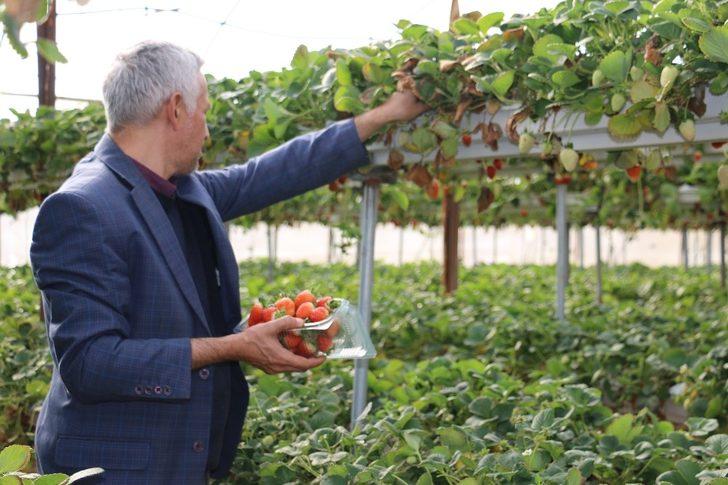 Kış ortasında çilek yemenin formülü G2