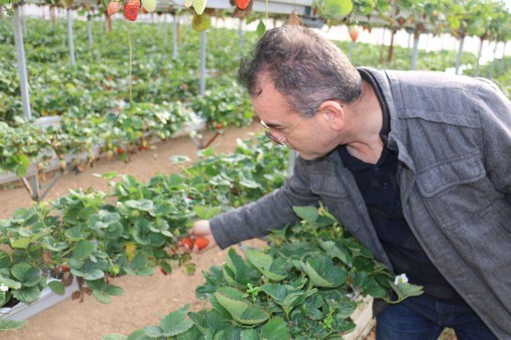 Kış ortasında çilek yemenin formülü G3