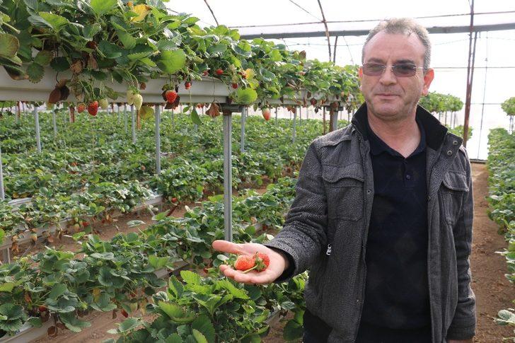 Kış ortasında çilek yemenin formülü G4