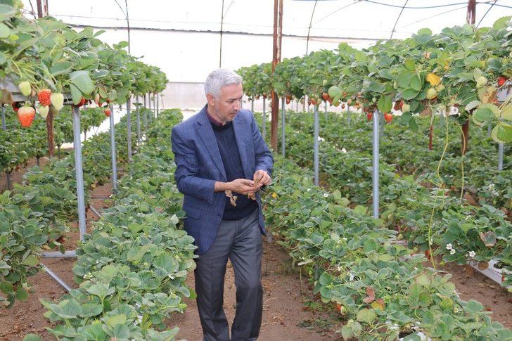 Kış ortasında çilek yemenin formülü G5