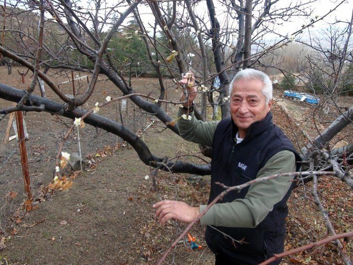 Yozgat’ta erik ağacı çiçek açtı G1