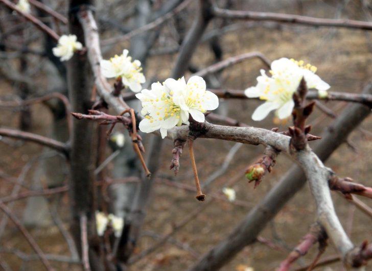 Yozgat’ta erik ağacı çiçek açtı G2