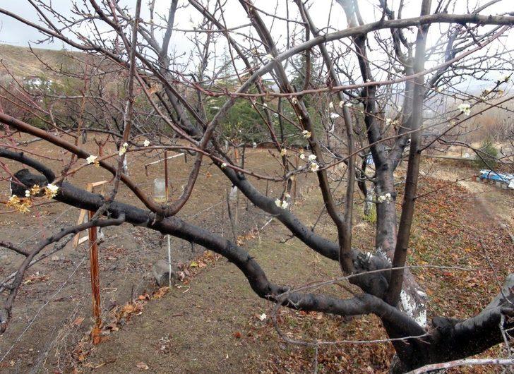 Yozgat’ta erik ağacı çiçek açtı G3