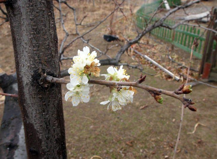 Yozgat’ta erik ağacı çiçek açtı G4