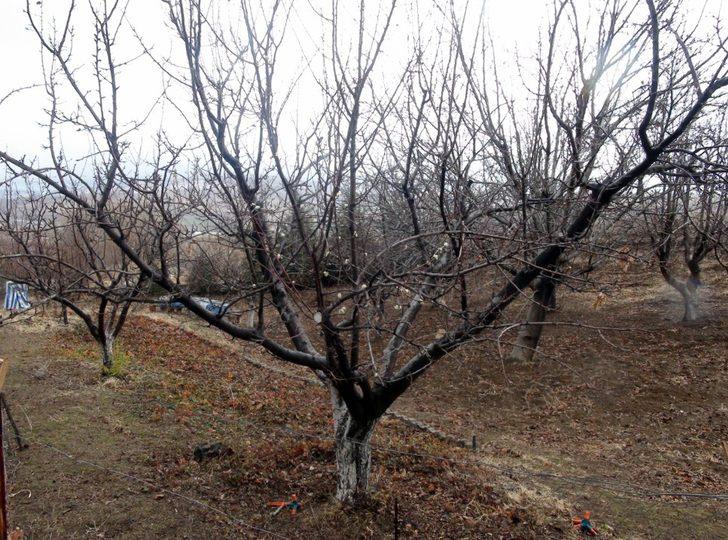 Yozgat’ta erik ağacı çiçek açtı G5