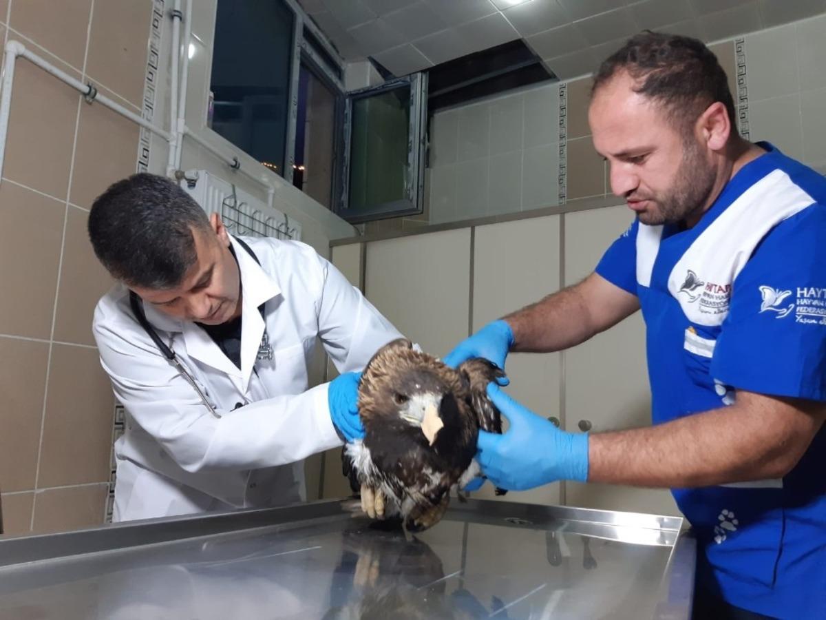 Yaralı kaya kartalı tedavi altına alındı