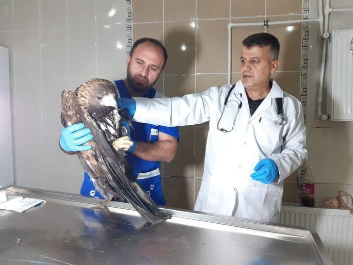 Yaralı kaya kartalı tedavi altına alındı G2