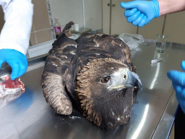 Yaralı kaya kartalı tedavi altına alındı G3