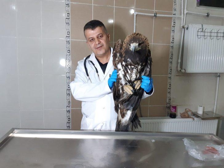 Yaralı kaya kartalı tedavi altına alındı G4