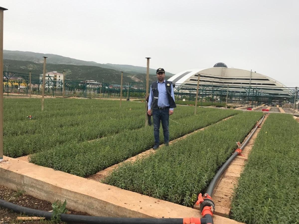 Bing&ouml;l&rsquo;de bu yıl 1 milyon fidan &uuml;retildi