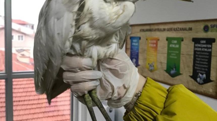 Isparta&rsquo;da bulunan yaralı sığır balık&ccedil;ıl DKMP ekiplerince korumaya alındı