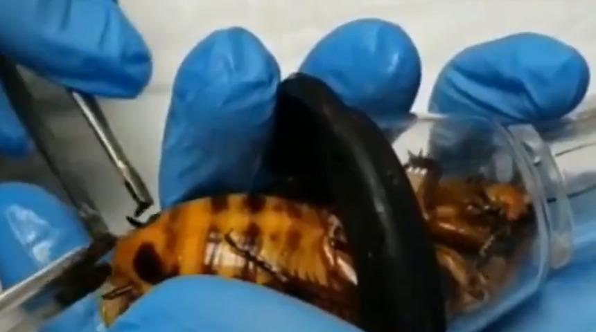 Rus veteriner hekimler hamam b&ouml;ceğini ameliyat etti