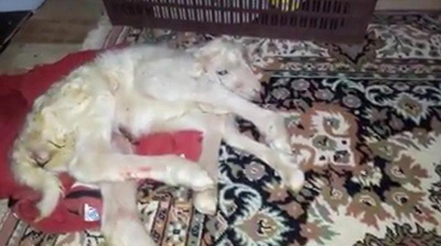 Denizli'de 6 bacaklı kuzu doğdu