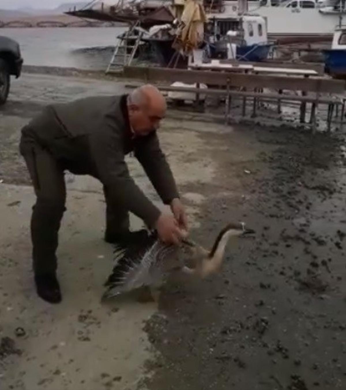 Tedavisi tamamlanan balaban ve boz kaz doğaya bırakıldı