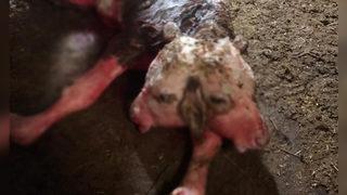 Kütahya'da çift başlı buzağı doğdu! Görenler inanamadı