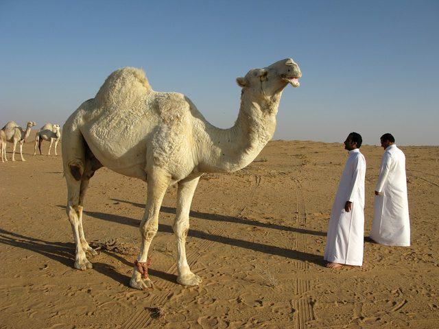 saudi-arabia-95500_960_720