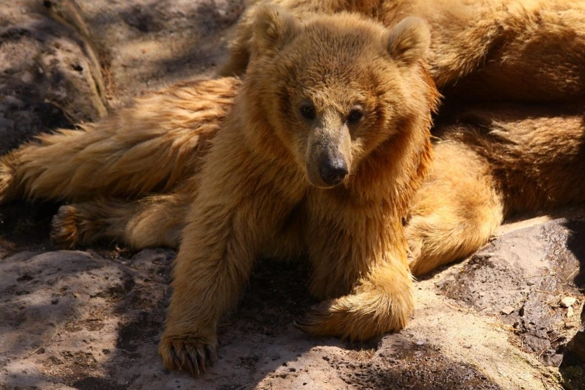 Hayvanat Bah&ccedil;esi&rsquo;ne &ouml;zel kış men&uuml;s&uuml;