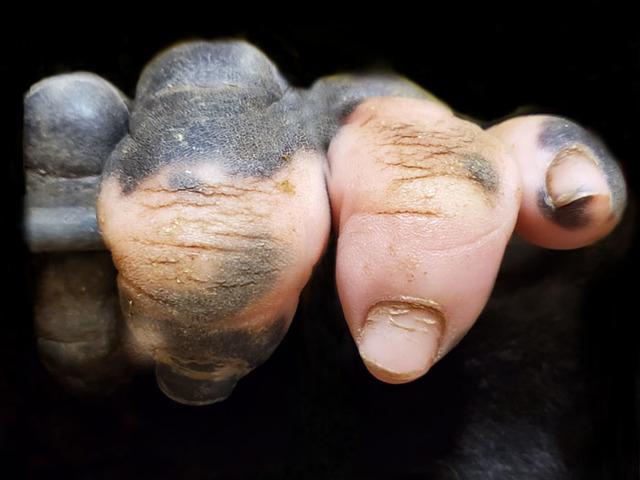 Dehşete düşürdü! Bu bir insan eli değil