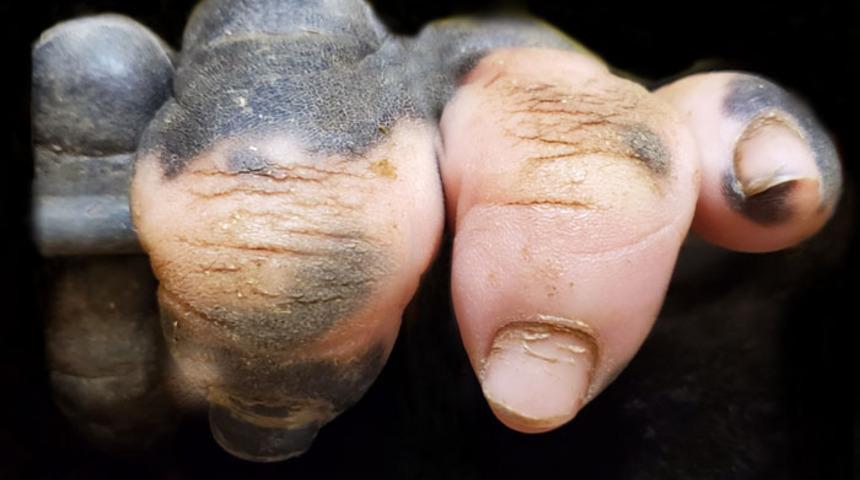 Dehşete düşürdü! Bu bir insan eli değil