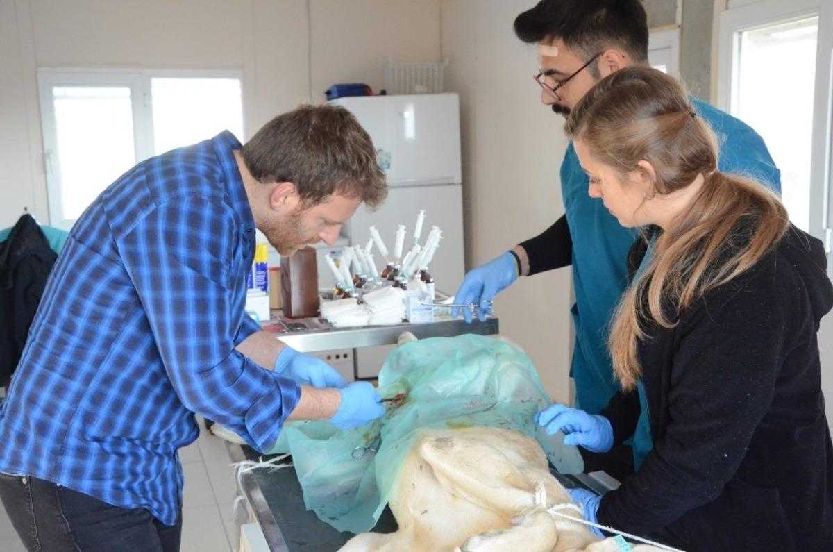 Başkan &Uuml;&ccedil;ok: &ldquo;Sokak hayvanlarını kısırlaştırıp aşılayıp yaşatıyoruz"