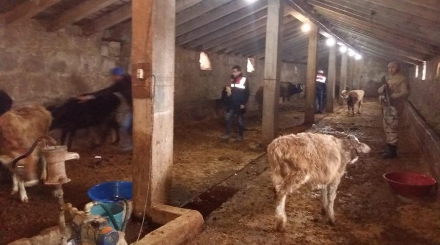 Ağrı&rsquo;da &ccedil;alınan hayvanlar bulundu