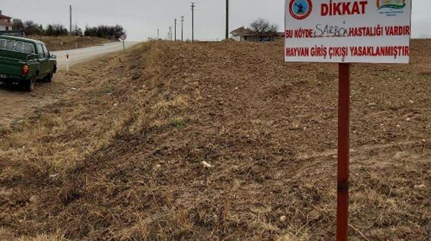 Kırşehir'de şarbon alarmı! 14 hayvan telef oldu