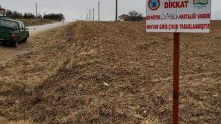 Kırşehir'de şarbon alarmı! 14 hayvan telef oldu