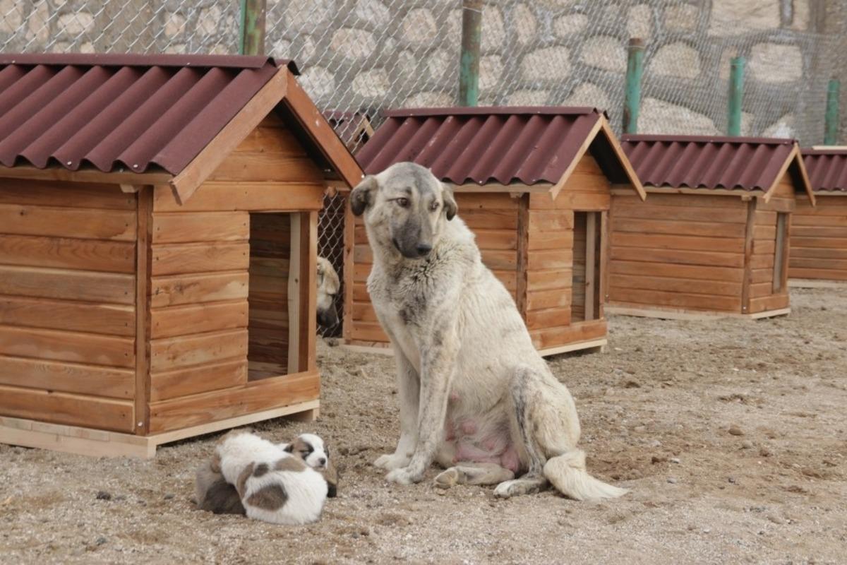 Erciş Belediyesinden sokak hayvanları i&ccedil;in barınak