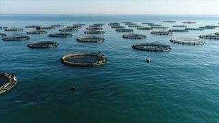 Türkiye'nin çiftlik balığı üretimi 10 yılda ikiye katlandı